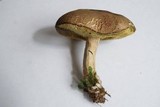 Boletus ferrugineus image