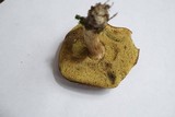 Boletus ferrugineus image