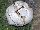 Calvatia pachyderma image