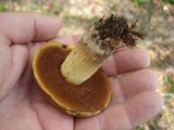 Boletus vermiculosoides image