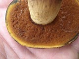 Boletus vermiculosoides image