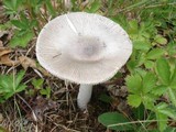 Amanita sect. Vaginatae image