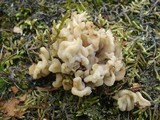 Sebacina sparassoidea image