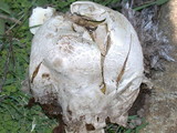 Calvatia pachyderma image