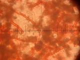 Calvatia pachyderma image