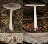 Amanita battarrae image