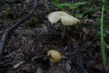 Agrocybe dura image