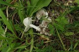 Tricholoma scalpturatum image