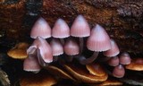 Mycena clarkeana image
