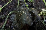 Rutstroemia conformata image