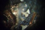 Rutstroemia conformata image