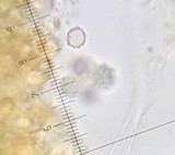 Lactarius pterosporus image