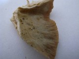 Lactarius pterosporus image