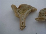 Lactarius pterosporus image
