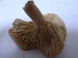 Lactarius pterosporus image