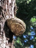 Fomitopsis officinalis image