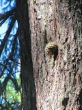 Fomitopsis officinalis image