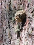 Fomitopsis officinalis image