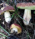 Xerocomus hortonii image