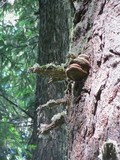 Fomitopsis officinalis image
