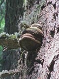 Fomitopsis officinalis image