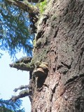 Fomitopsis officinalis image