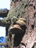Fomitopsis officinalis image