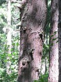 Fomitopsis officinalis image