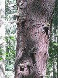 Fomitopsis officinalis image