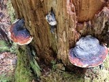 Fomitopsis mounceae image