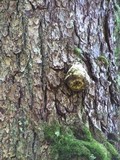 Fomitopsis officinalis image