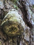 Fomitopsis officinalis image
