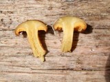Tricholomopsis decora image
