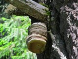 Fomitopsis officinalis image