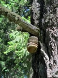 Fomitopsis officinalis image