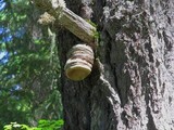 Fomitopsis officinalis image