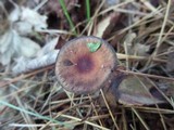 Gymnopus alkalivirens image