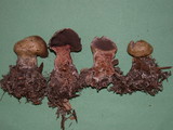 Scleroderma areolatum image