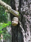 Fomitopsis officinalis image