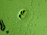 Fomitopsis officinalis image