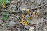 Cantharellus ignicolor image