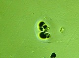 Fomitopsis officinalis image
