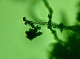 Fomitopsis officinalis image