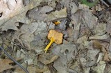 Cantharellus ignicolor image