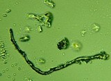 Fomitopsis officinalis image
