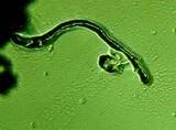 Fomitopsis officinalis image