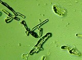 Fomitopsis officinalis image