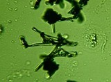 Fomitopsis officinalis image