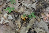 Cantharellus ignicolor image