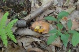 Cantharellus ignicolor image